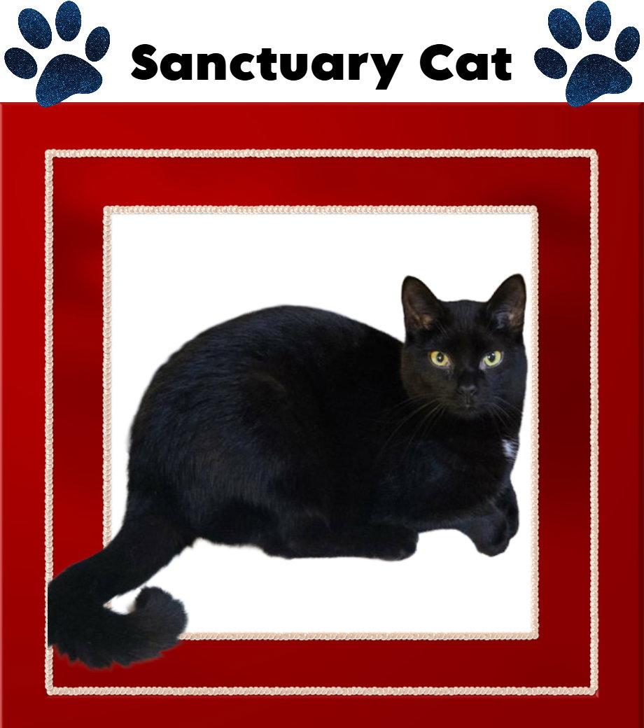 Peter, Adoptable, Young Male Domestic Short Hair & Domestic Medium Hair.