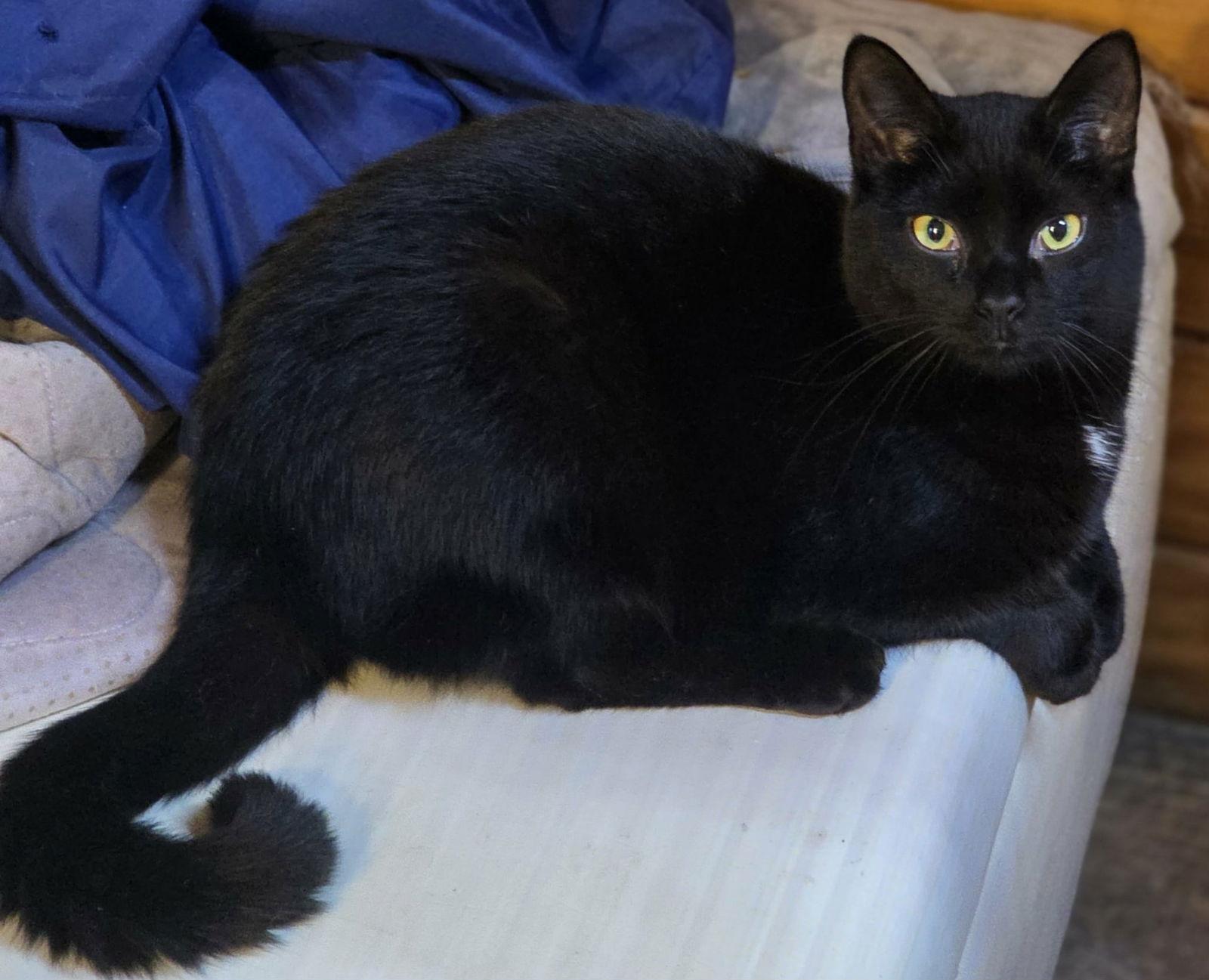 Peter, Adoptable, Young Male Domestic Short Hair & Domestic Medium Hair.