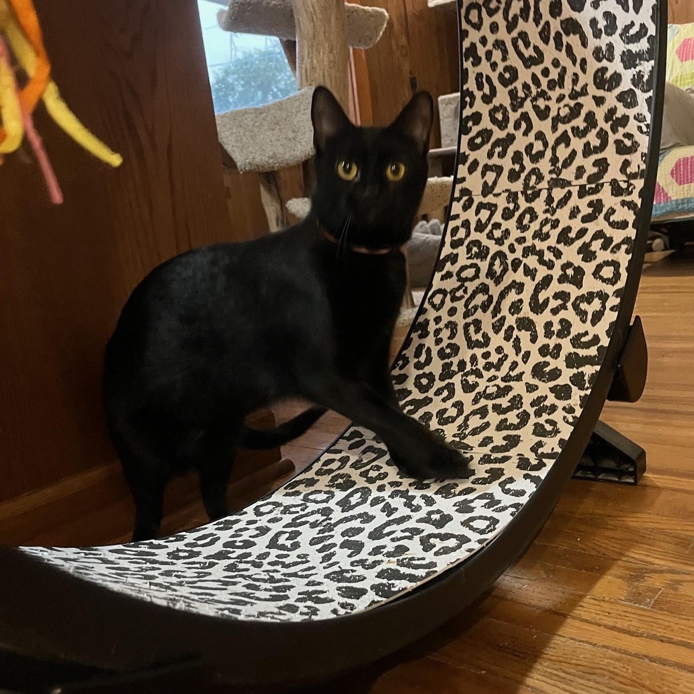 Chalupa - At Adoption Center, Adoptable, Young Female Domestic Short Hair.