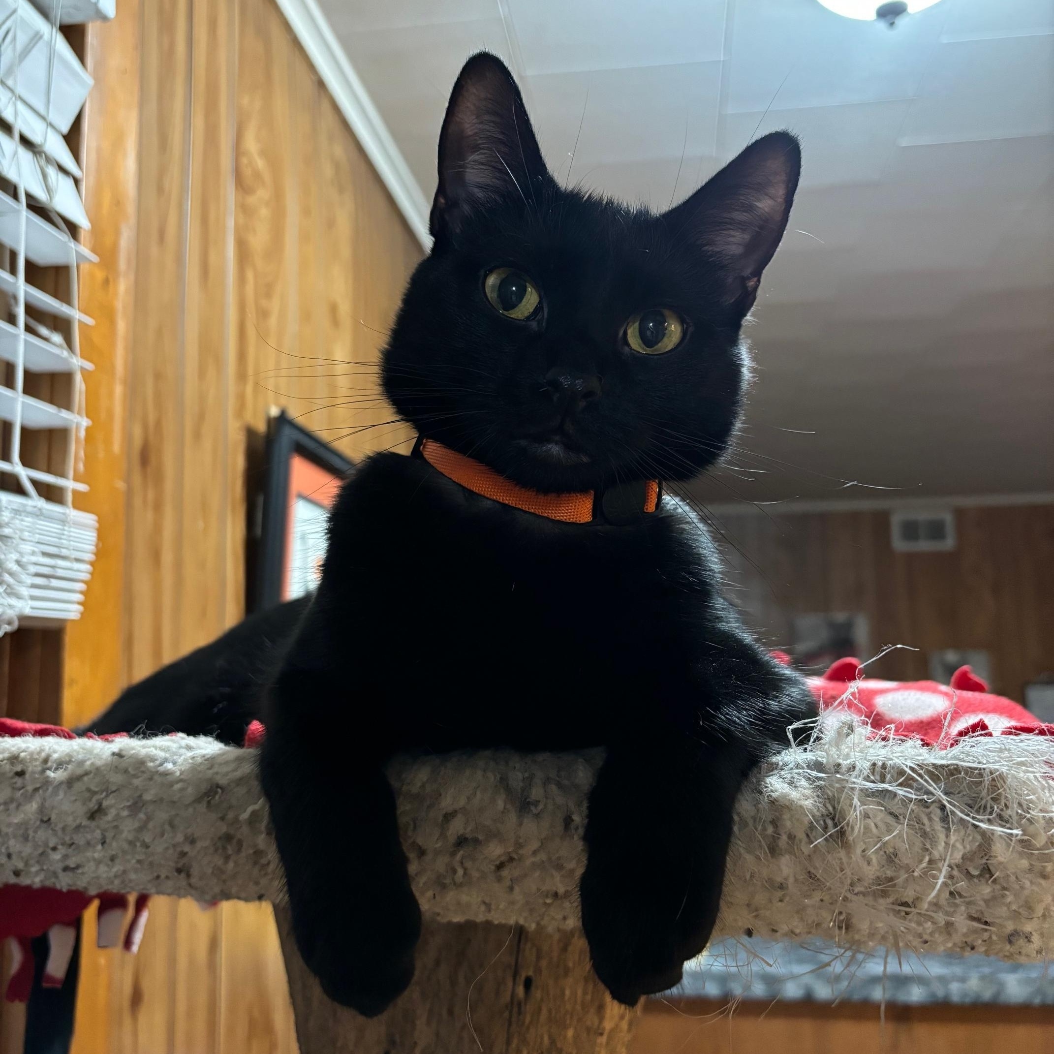 Enlarge Chalupa - At Adoption Center, a Adoptable Domestic Short Hair in Frankfort, IL image 2/5