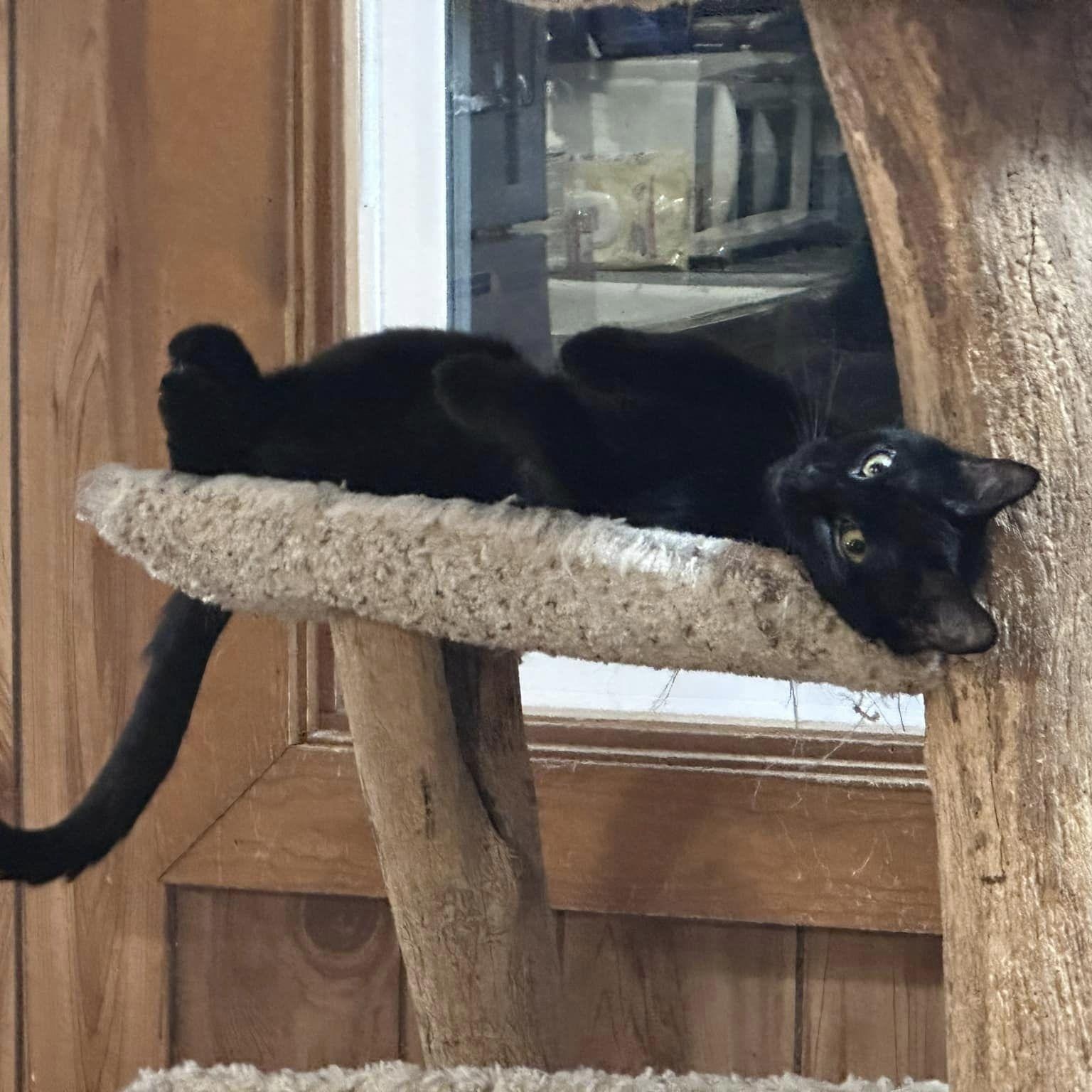 Enlarge Chalupa - At Adoption Center, a Adoptable Domestic Short Hair in Frankfort, IL image 3/5