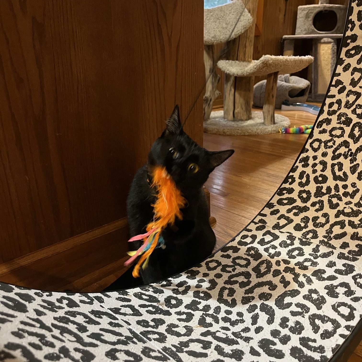 Enlarge Chalupa - At Adoption Center, a Adoptable Domestic Short Hair in Frankfort, IL image 4/5