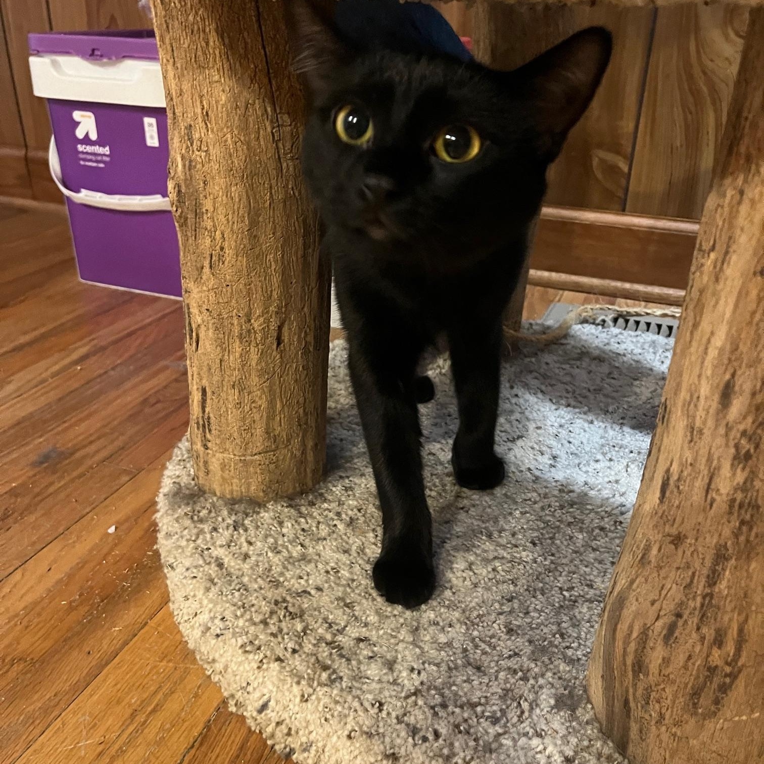 Enlarge Chalupa - At Adoption Center, a Adoptable Domestic Short Hair in Frankfort, IL image 5/5