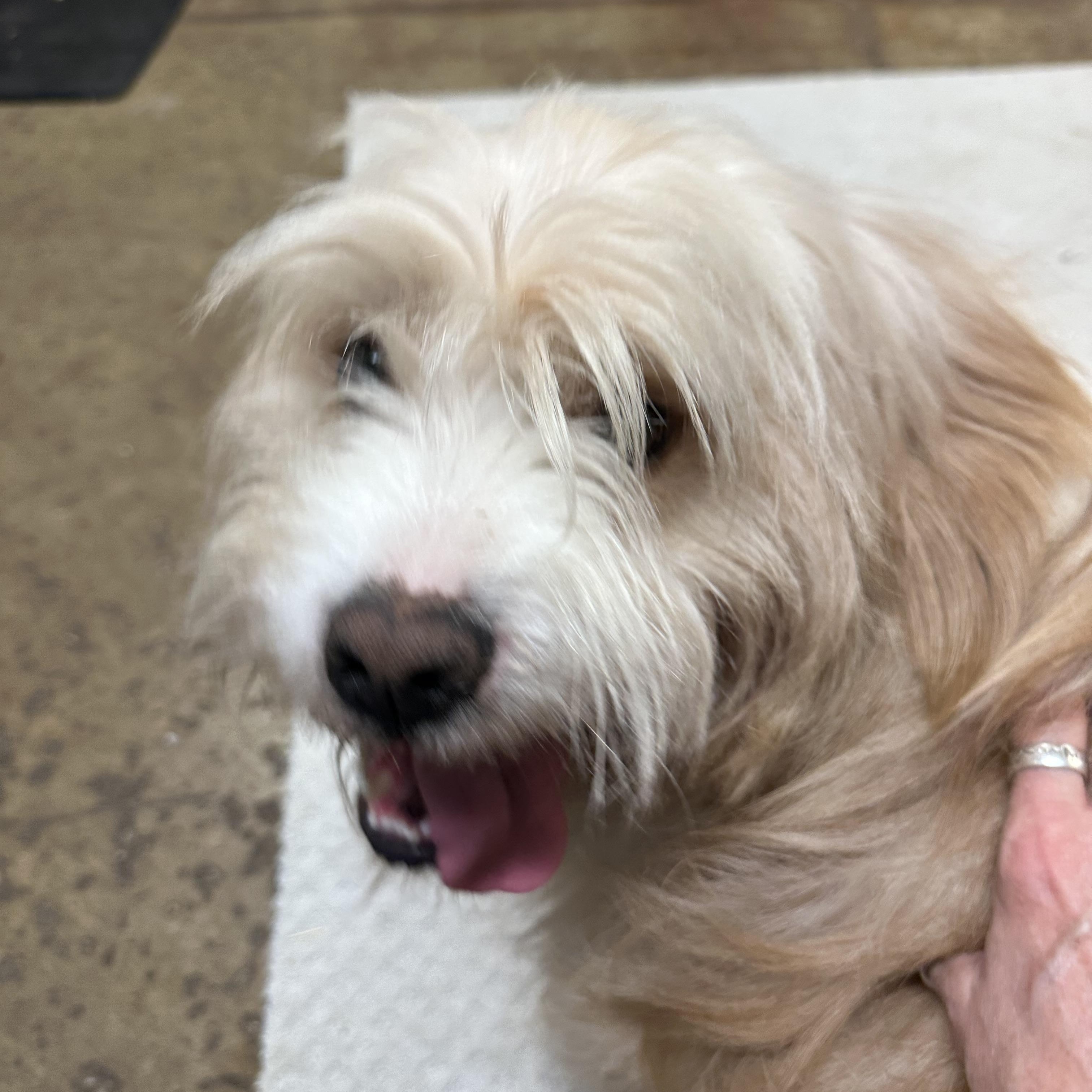 Enlarge Butternut`, an adopted mixed breed in Chardon, OH image 6/6