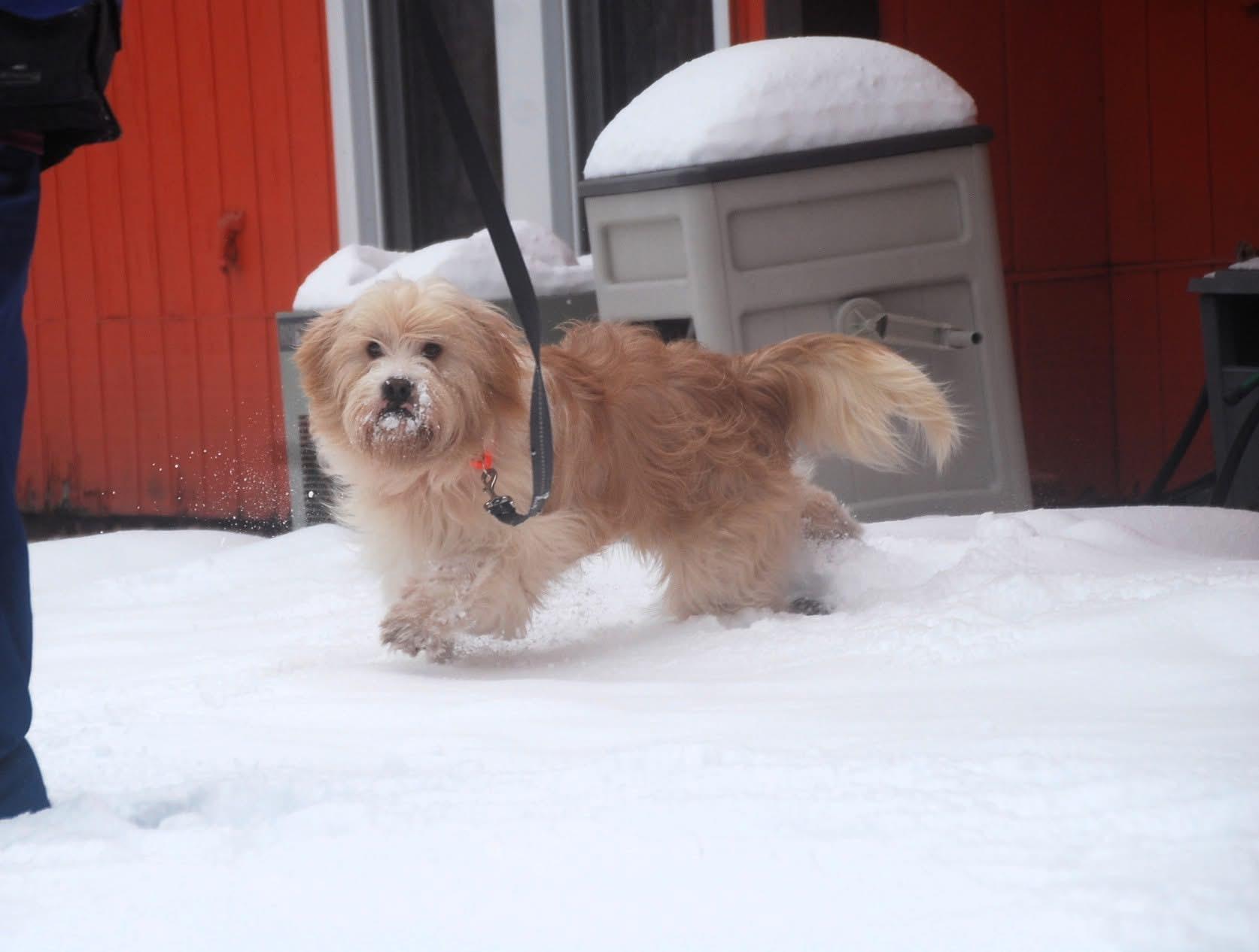 Enlarge Butternut`, an adopted mixed breed in Chardon, OH image 4/6