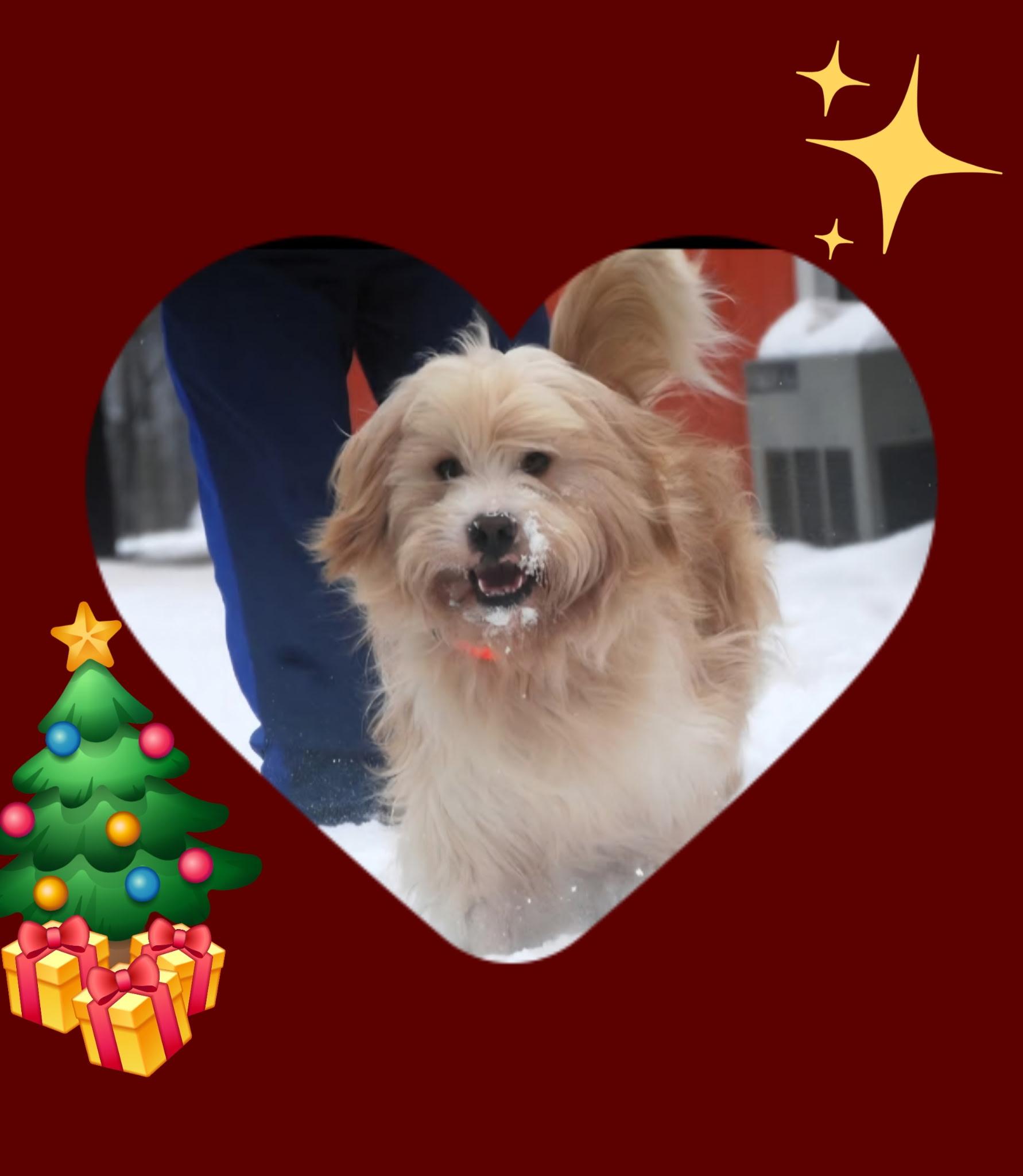 Enlarge Butternut`, an adopted mixed breed in Chardon, OH image 1/6