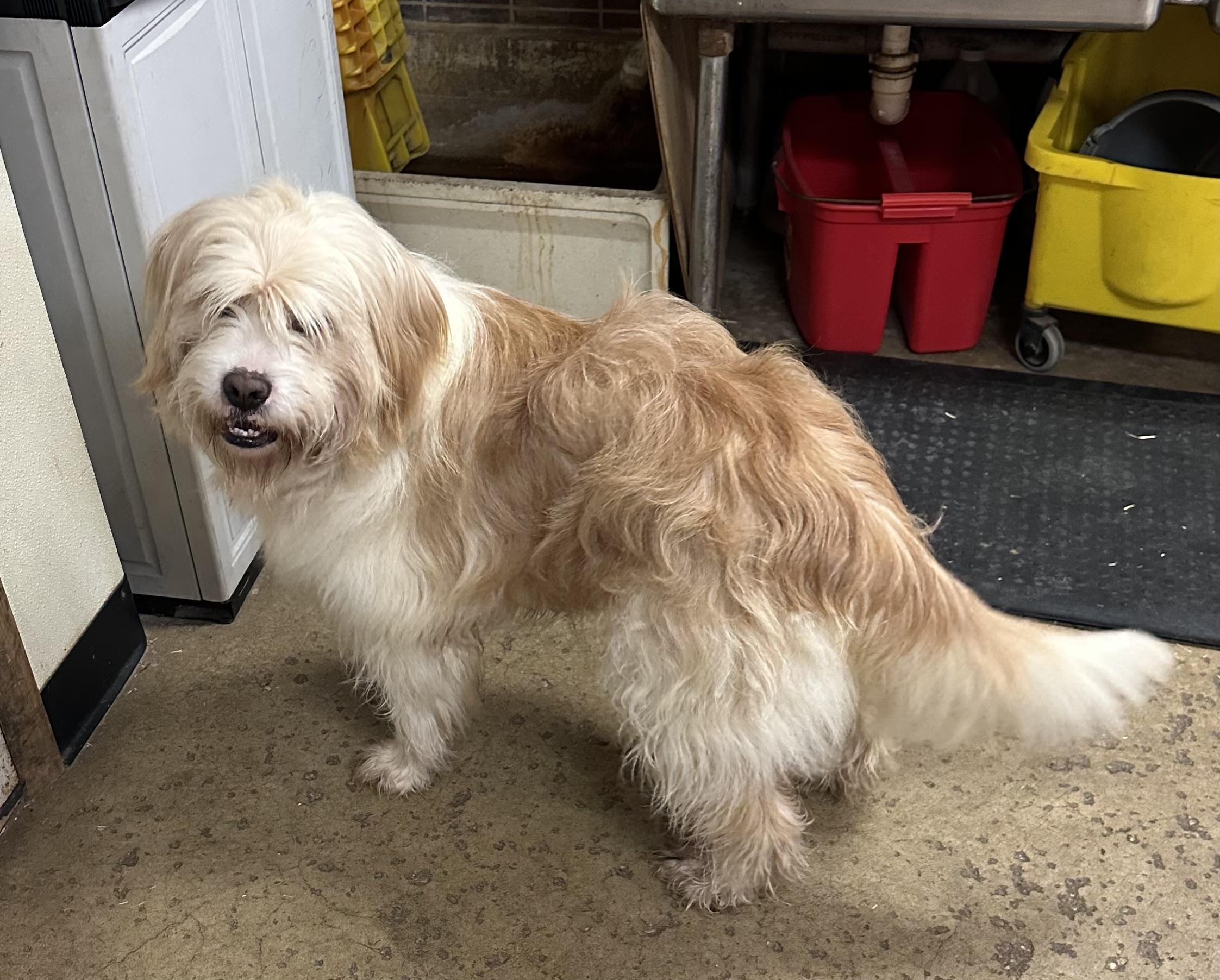 Enlarge Butternut`, an adopted mixed breed in Chardon, OH image 3/6