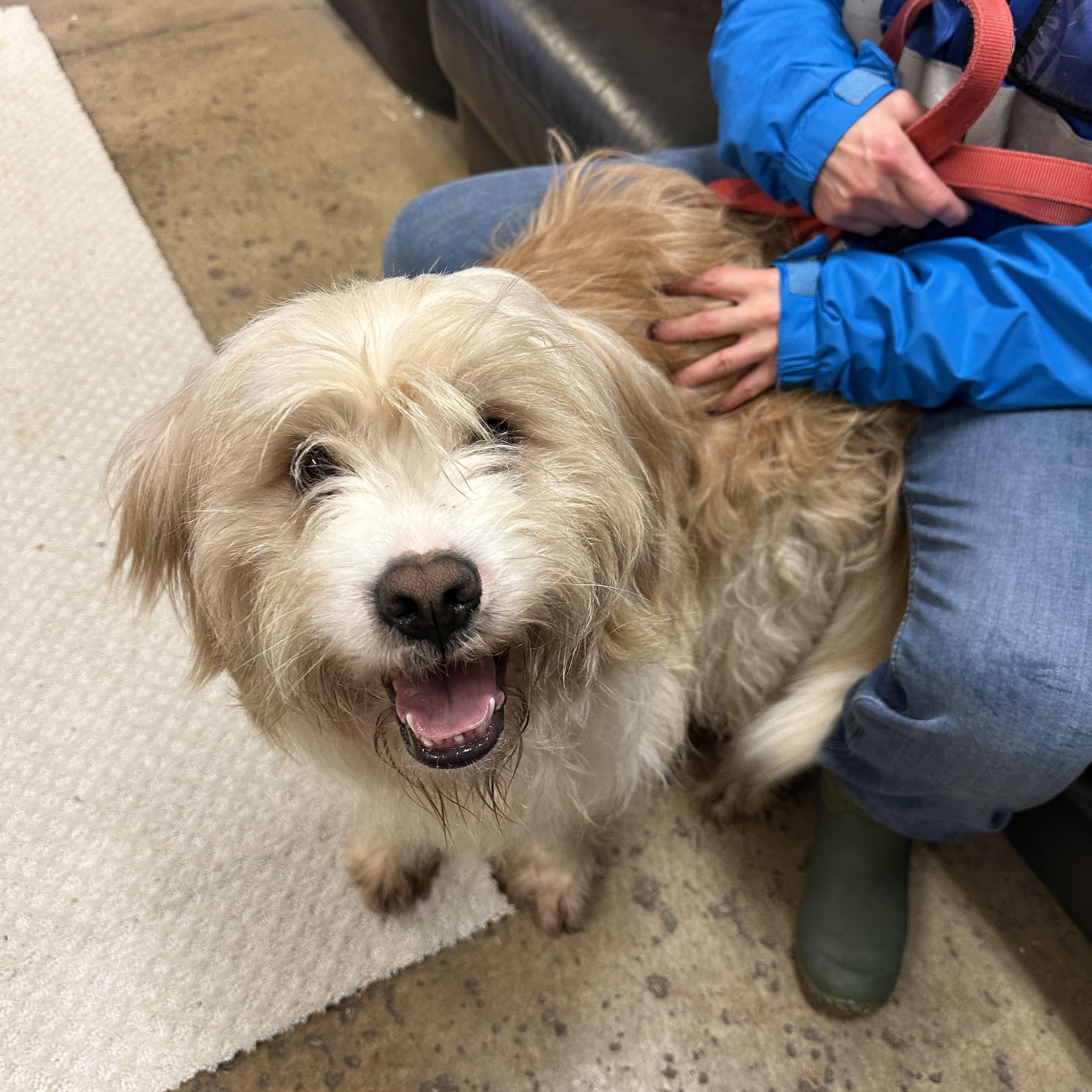 Enlarge Butternut`, an adopted mixed breed in Chardon, OH image 2/6