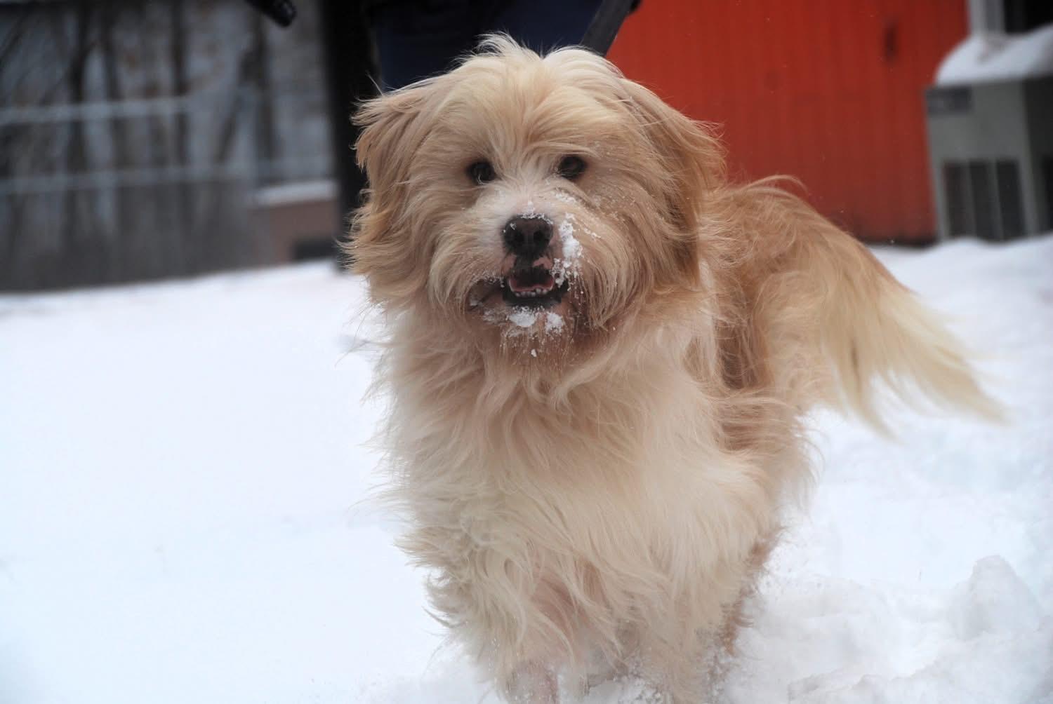 Enlarge Butternut`, an adopted mixed breed in Chardon, OH image 5/6