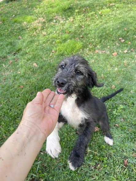 Enlarge Forrest, an adopted mixed breed in Knoxville, TN image 3/4