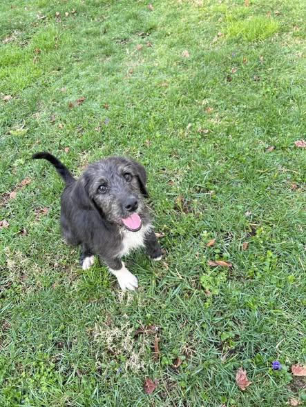 Enlarge Forrest, an adopted mixed breed in Knoxville, TN image 2/4