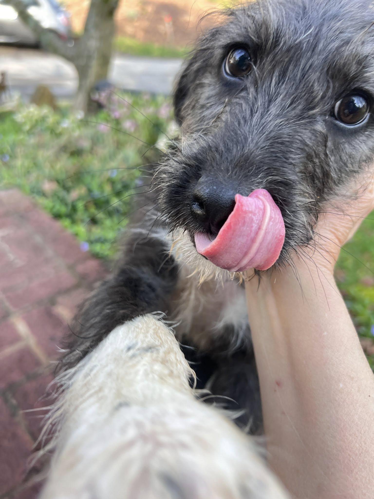 Enlarge Forrest, an adopted mixed breed in Knoxville, TN image 4/4