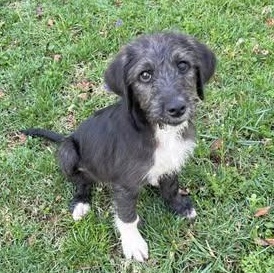 Enlarge Forrest, an adopted mixed breed in Knoxville, TN image 1/4