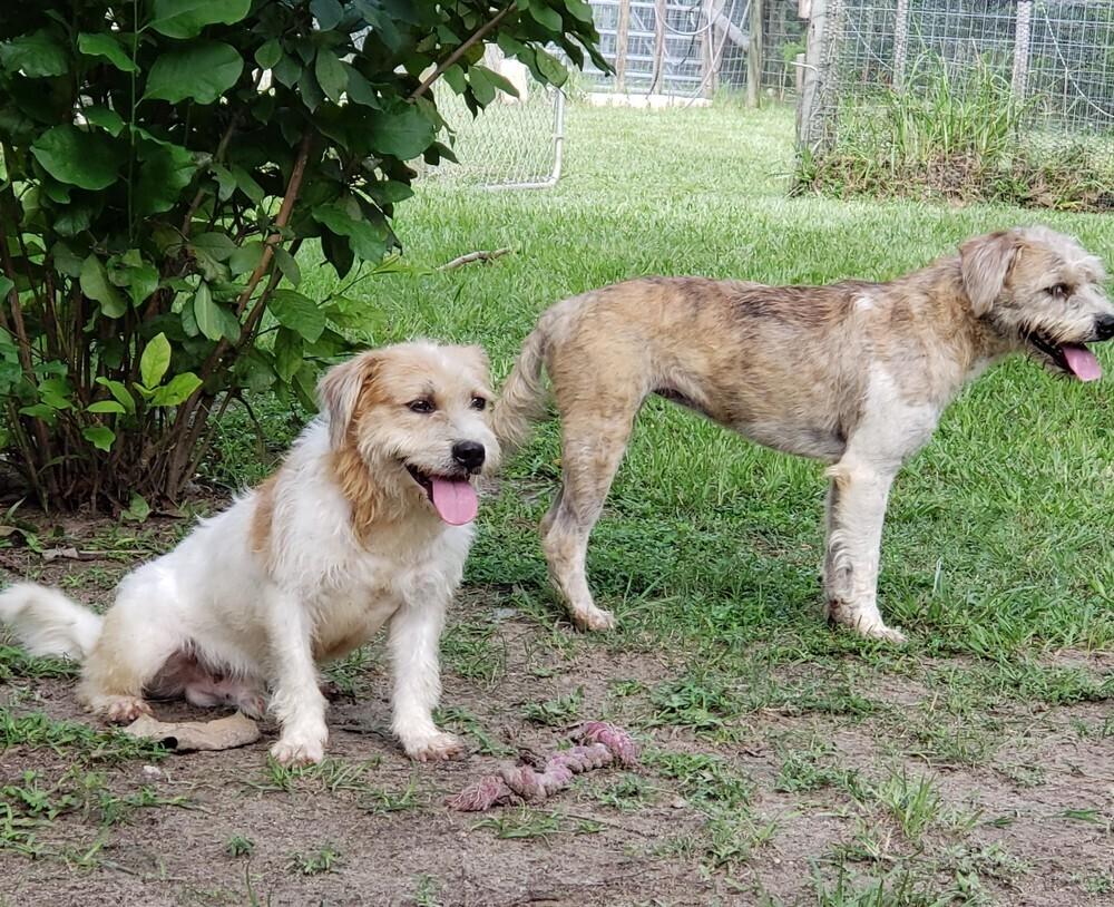 Beca, a Adoptable mixed breed in Gretna, FL image 2/2