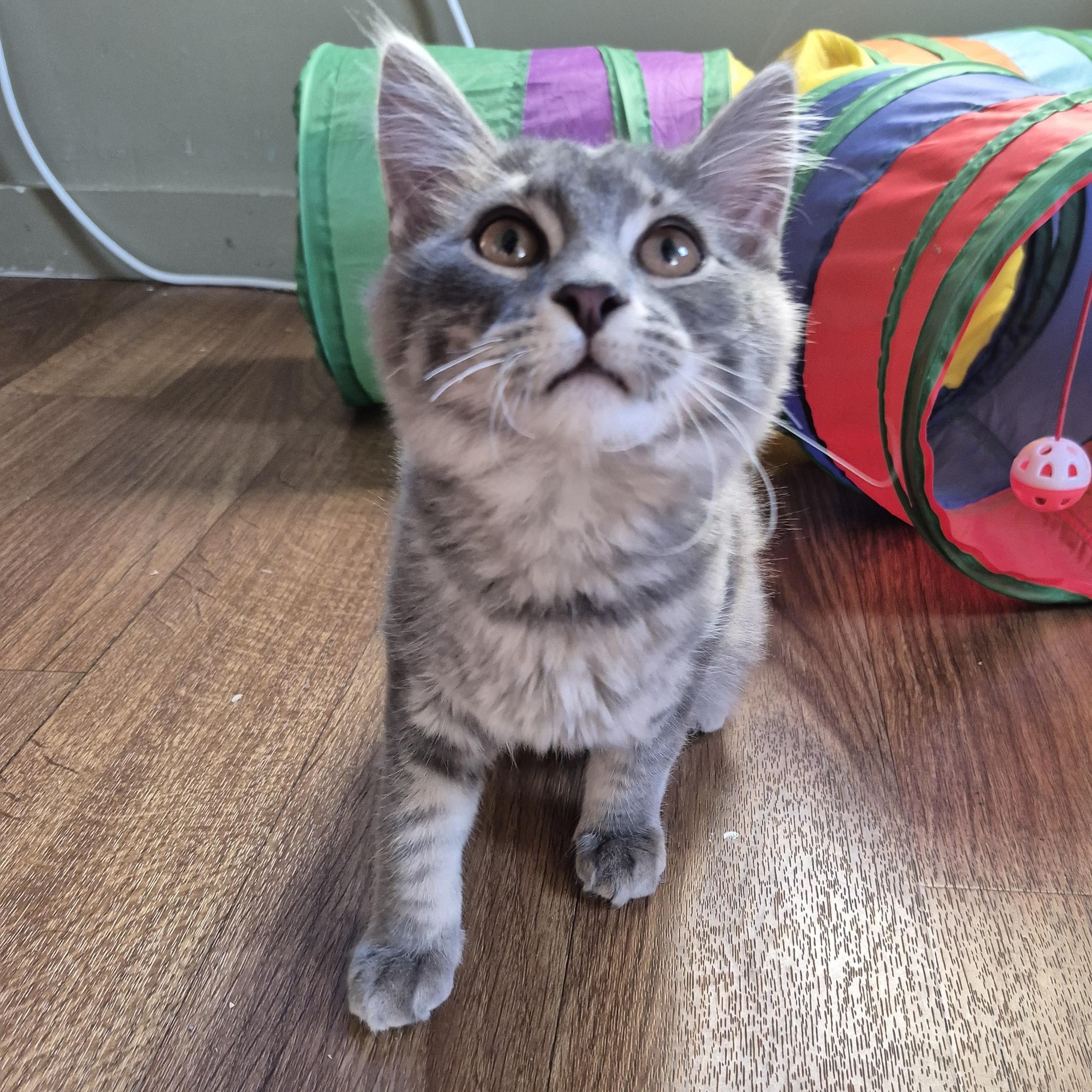 Slugger, a Adoptable Domestic Medium Hair in Tioga, PA image 2/6