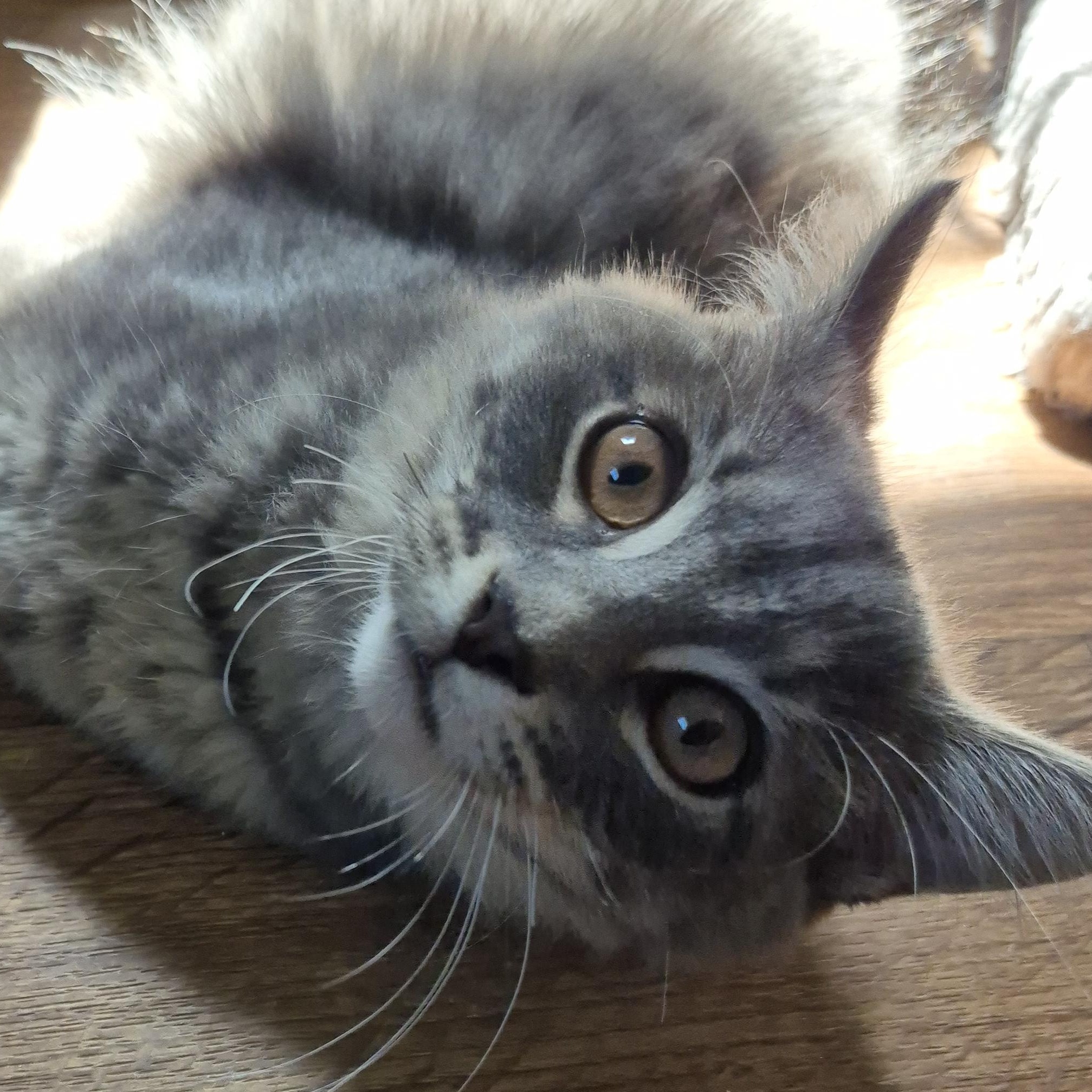 Slugger, a Adoptable Domestic Medium Hair in Tioga, PA image 3/6