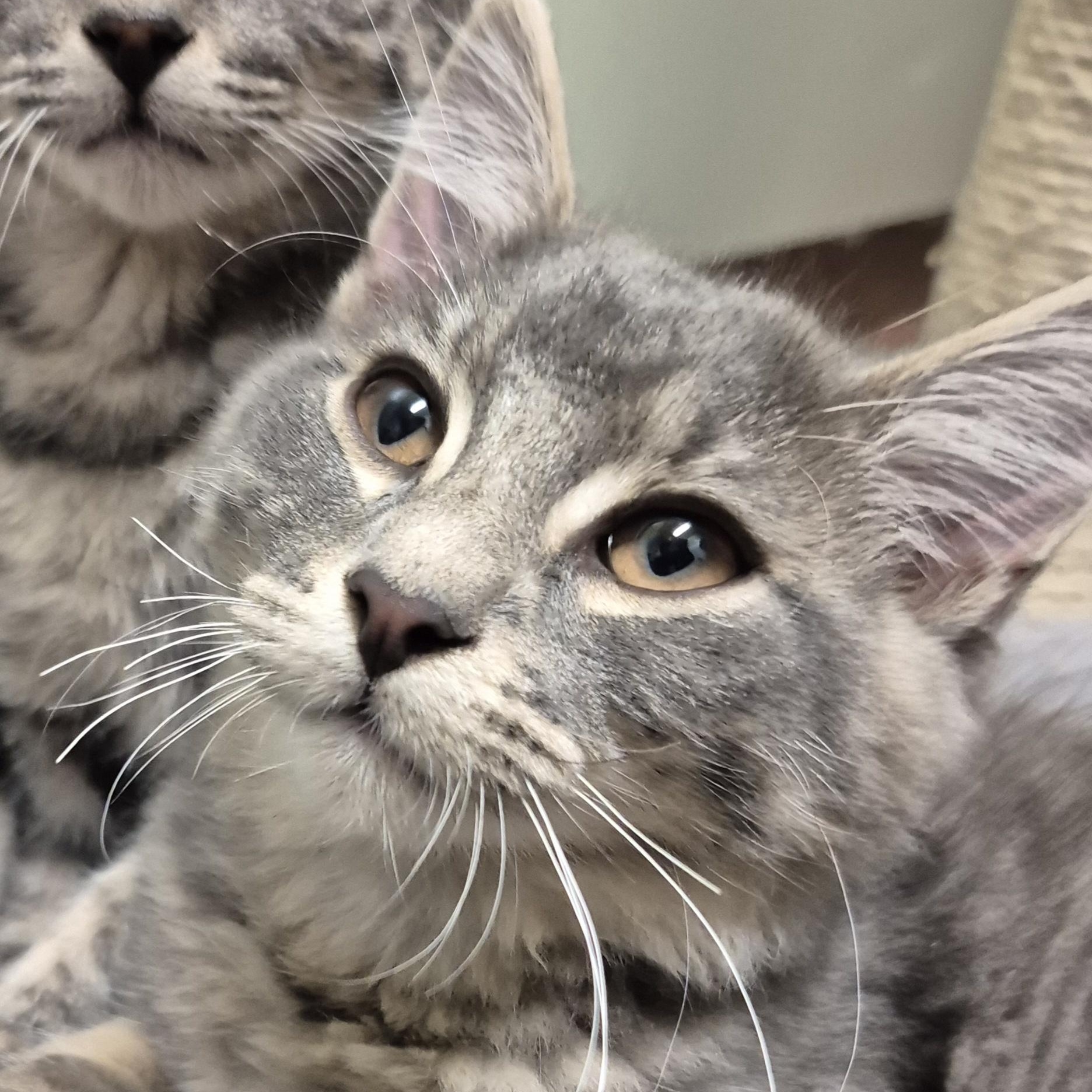 Slugger, a Adoptable Domestic Medium Hair in Tioga, PA image 1/6