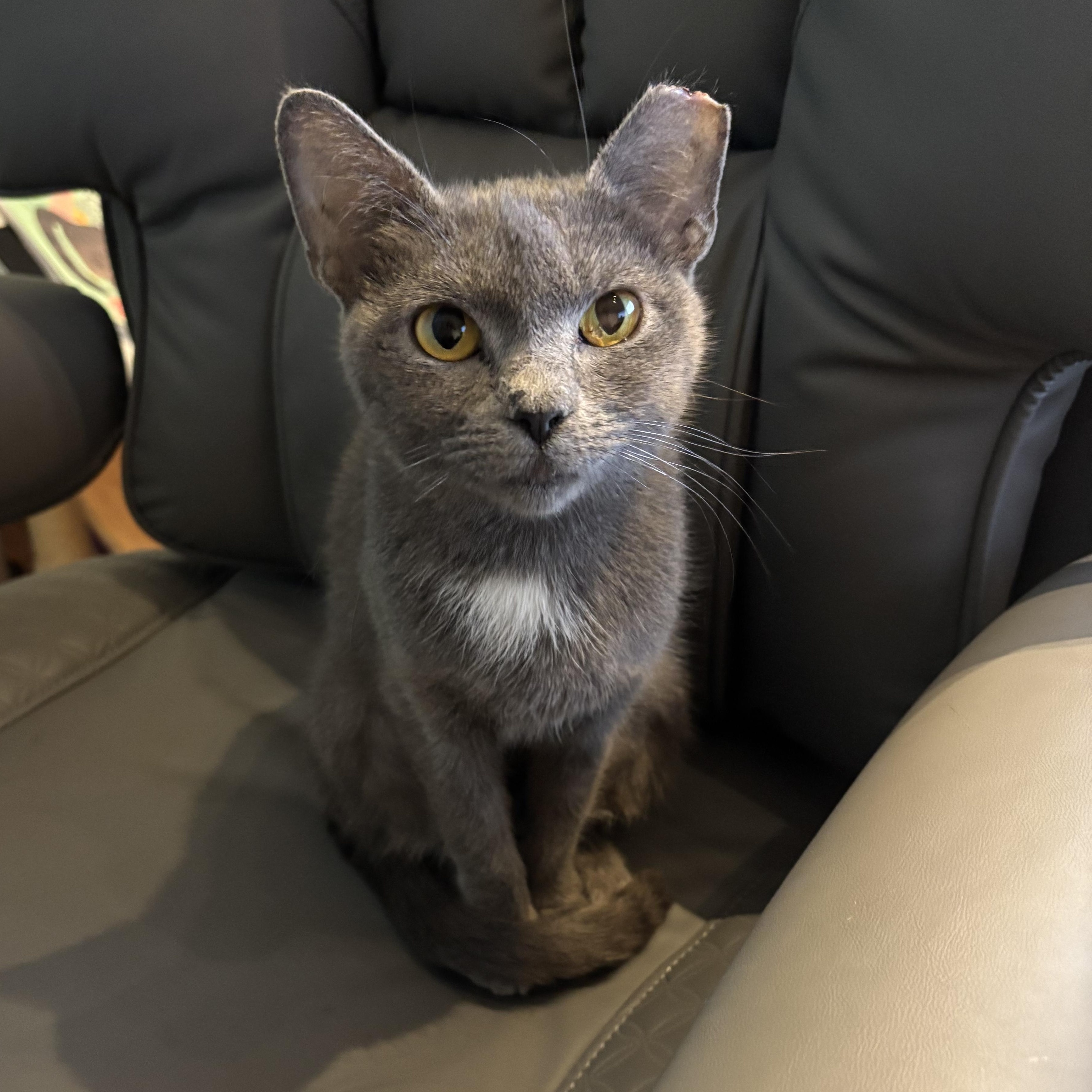 Enlarge Lady Earl Grey, a Adoptable American Shorthair in Charlotte, NC image 1/6