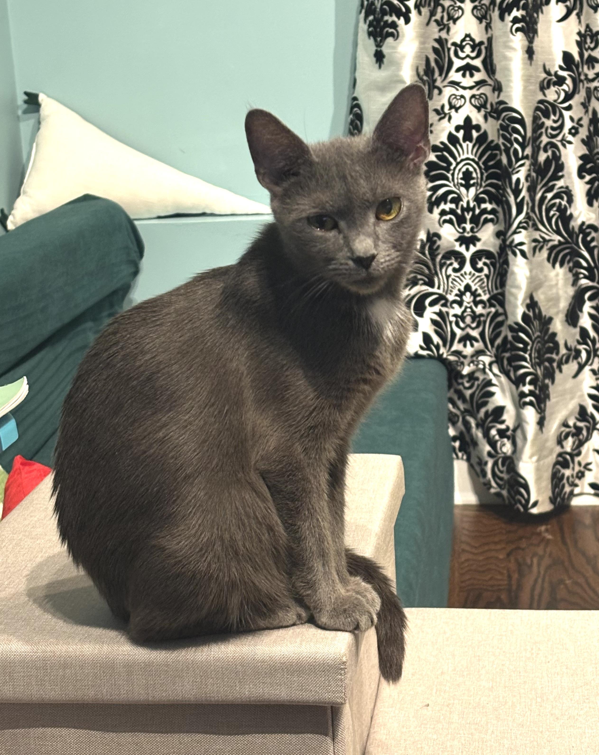 Enlarge Lady Earl Grey, a Adoptable American Shorthair in Charlotte, NC image 3/6