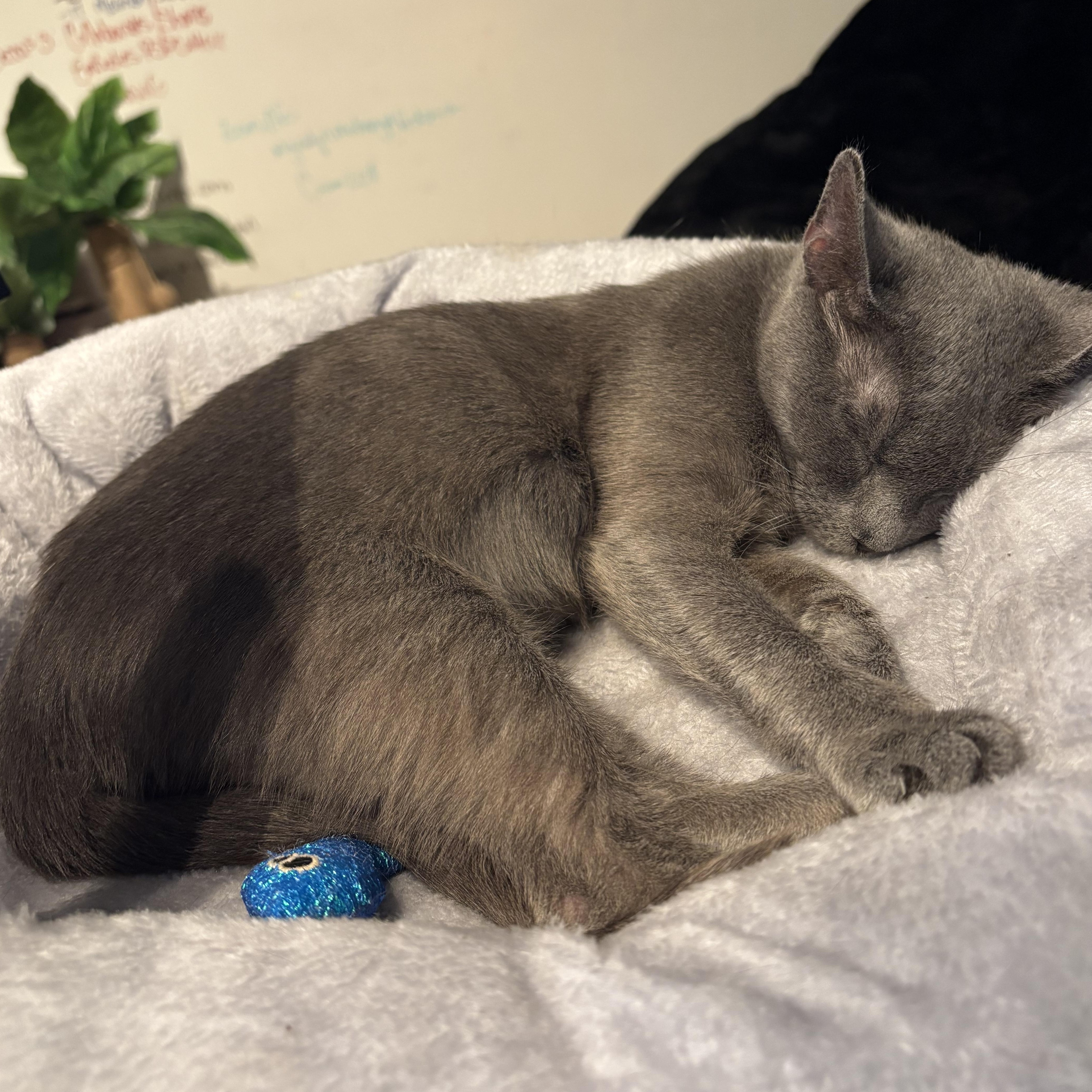 Enlarge Lady Earl Grey, a Adoptable American Shorthair in Charlotte, NC image 2/6