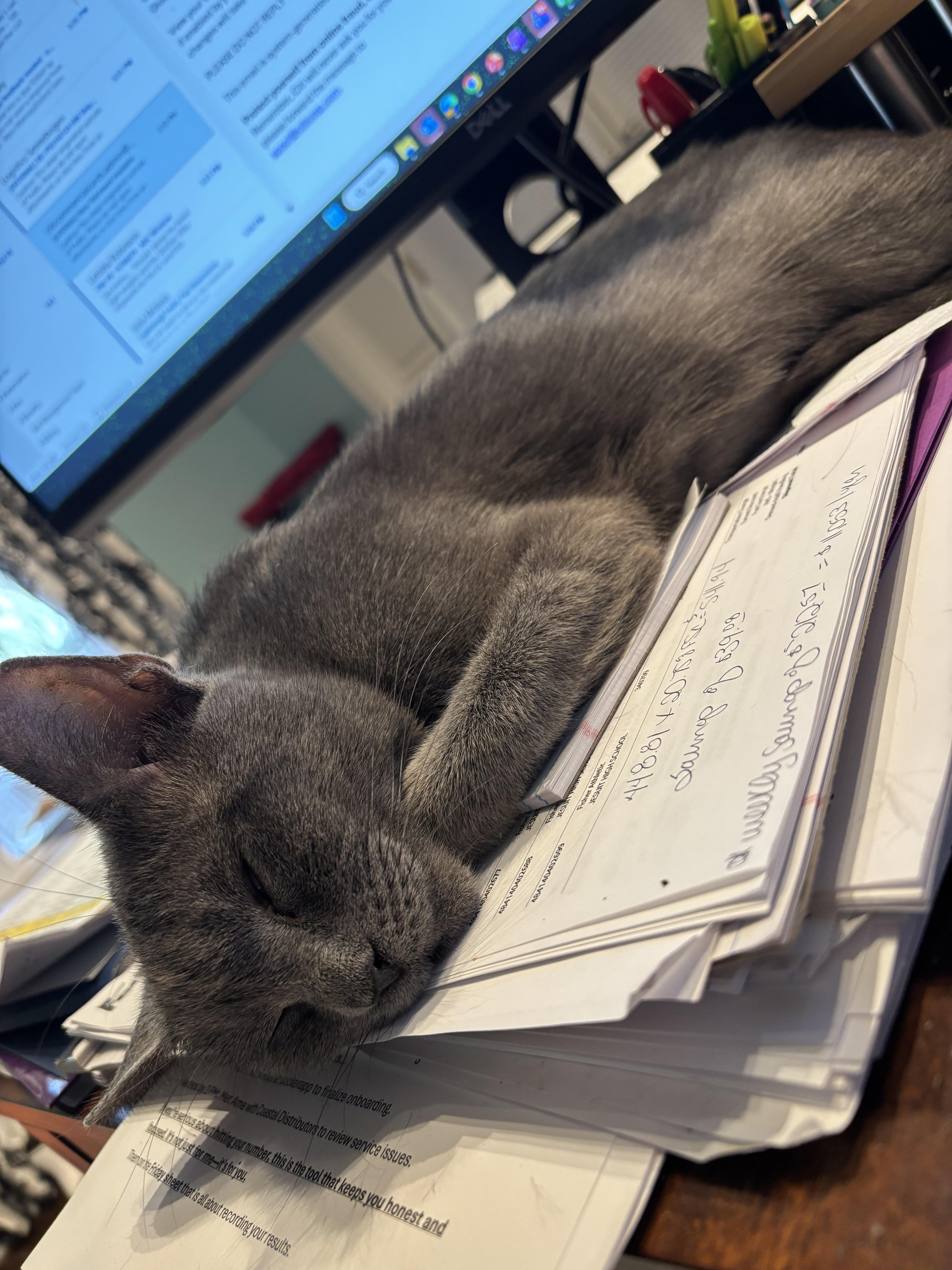 Enlarge Lady Earl Grey, a Adoptable American Shorthair in Charlotte, NC image 6/6