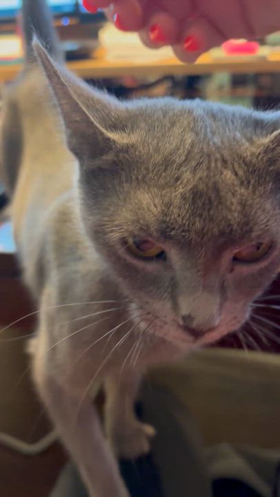 Enlarge Lady Earl Grey, a Adoptable American Shorthair in Charlotte, NC video 4/6