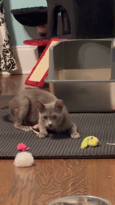 Enlarge Lady Earl Grey, a Adoptable American Shorthair in Charlotte, NC video 5/6