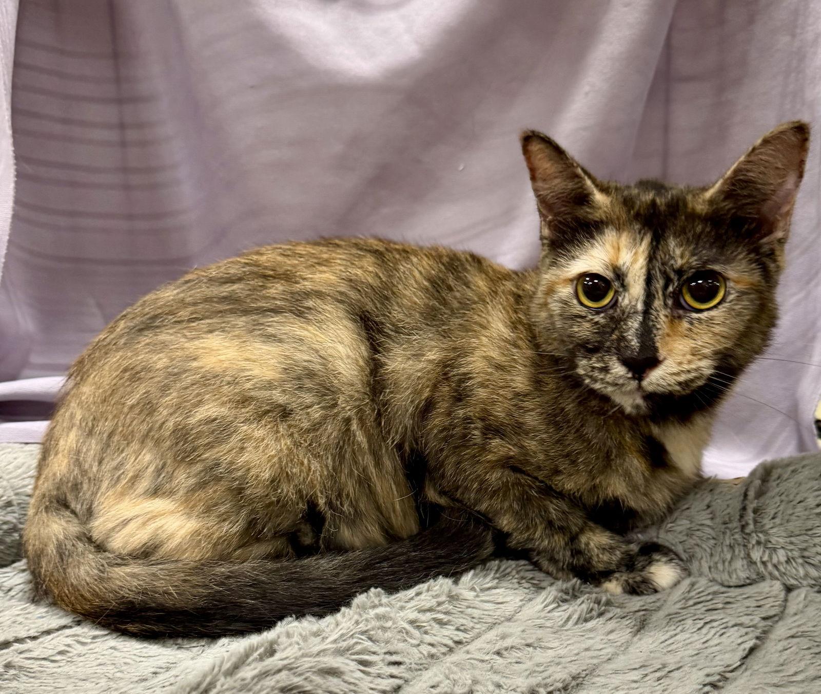 Orenda, Adoptable, Adult Female Domestic Short Hair.