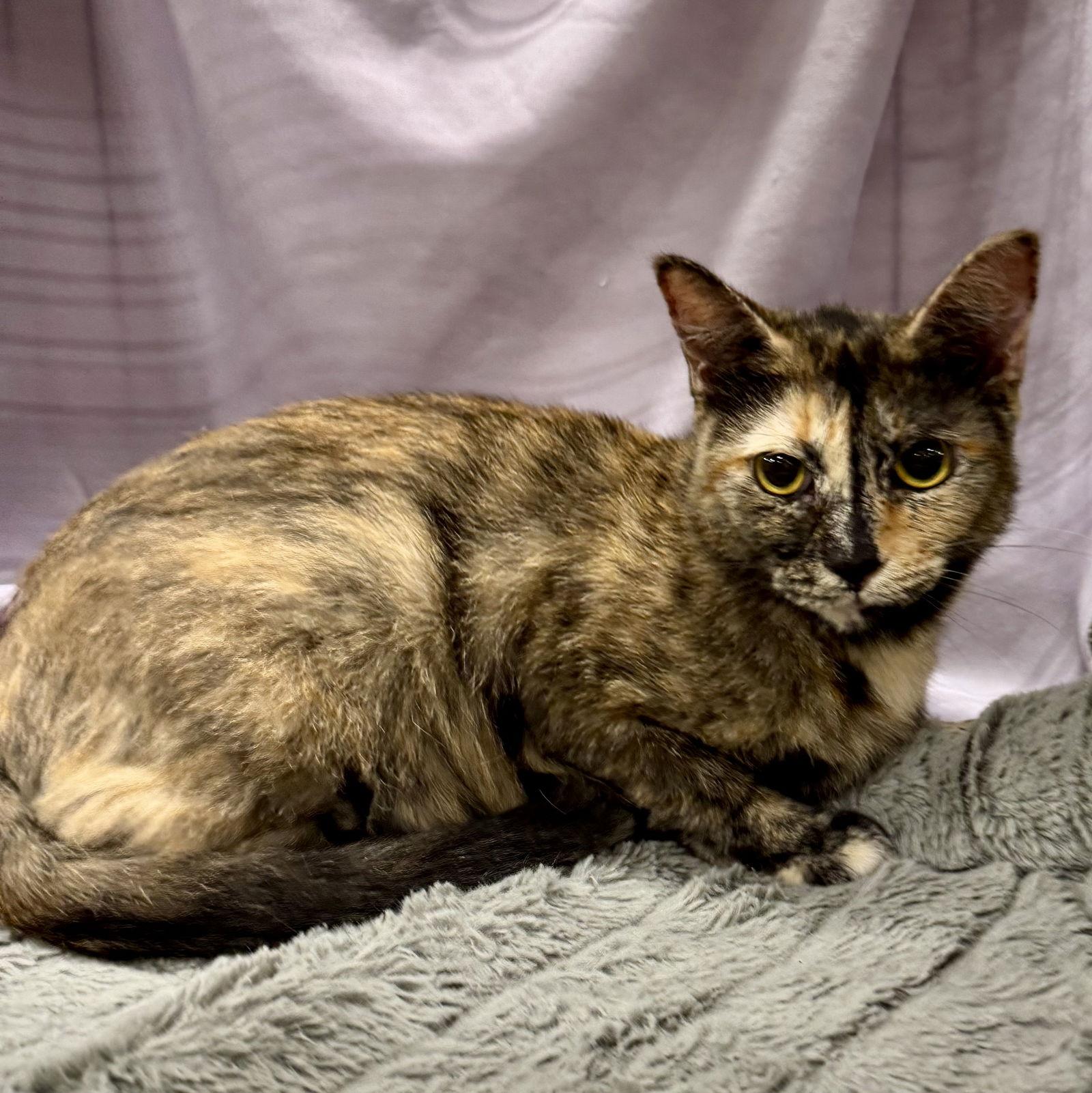 Enlarge Orenda, a Adoptable Domestic Short Hair in Arlington, TX image 3/3