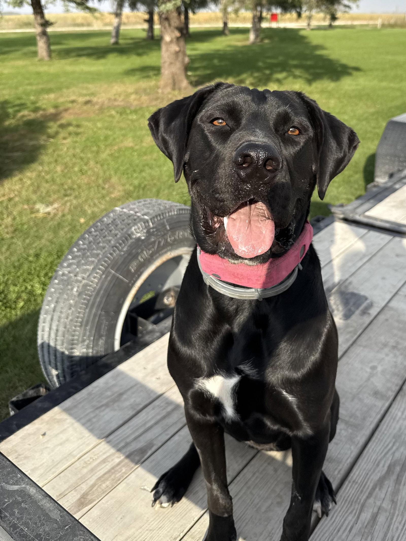 Tula, Adoptable, Adult Female Mastiff & Black Labrador Retriever.