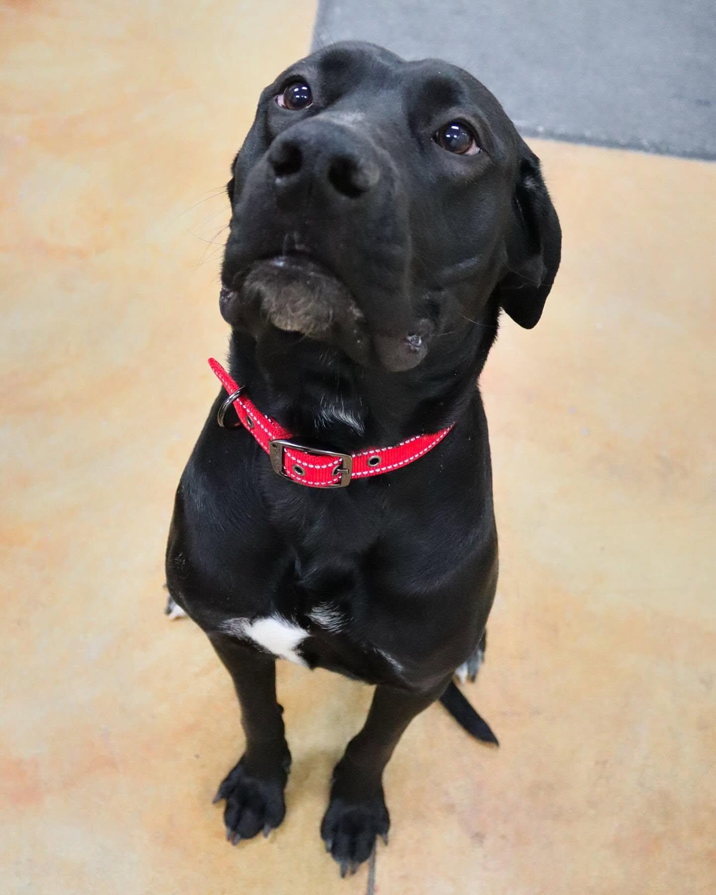 Enlarge Tula, a Adoptable mixed breed in Austin, MN image 2/3