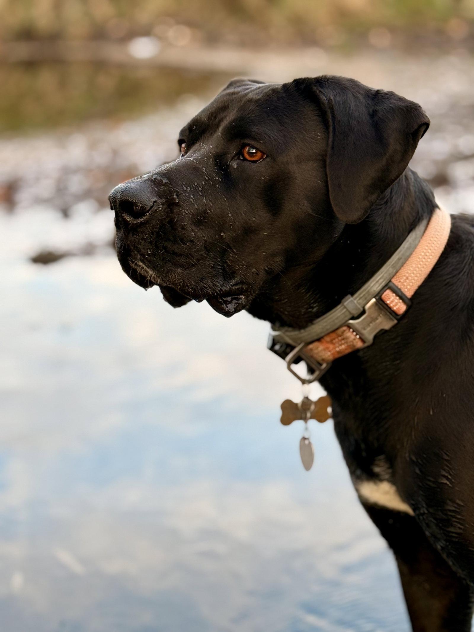 Enlarge Tula, a Adoptable mixed breed in Austin, MN image 3/3