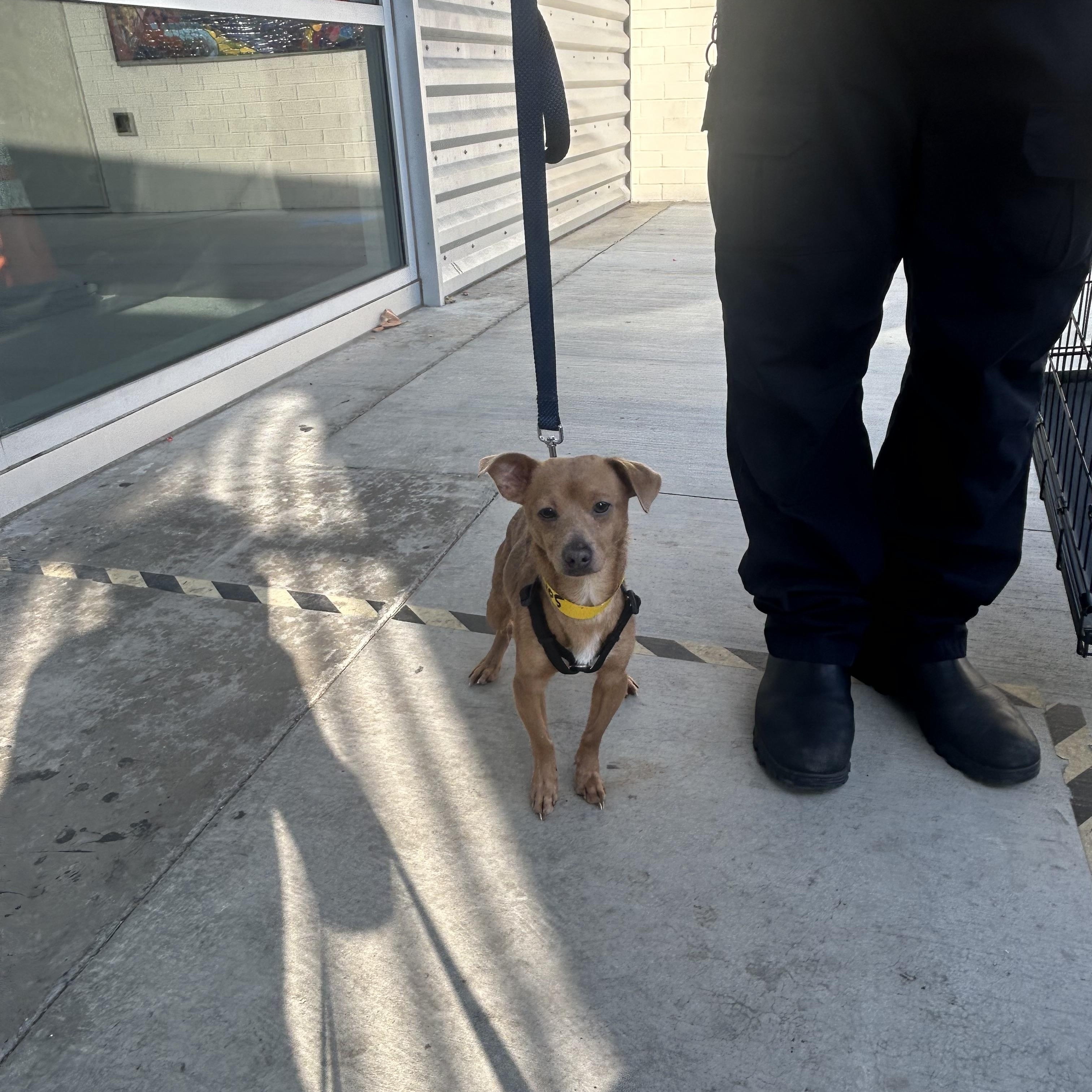 Mario, a ADOPTABLE mixed breed in Los Angeles, CA image 5/5