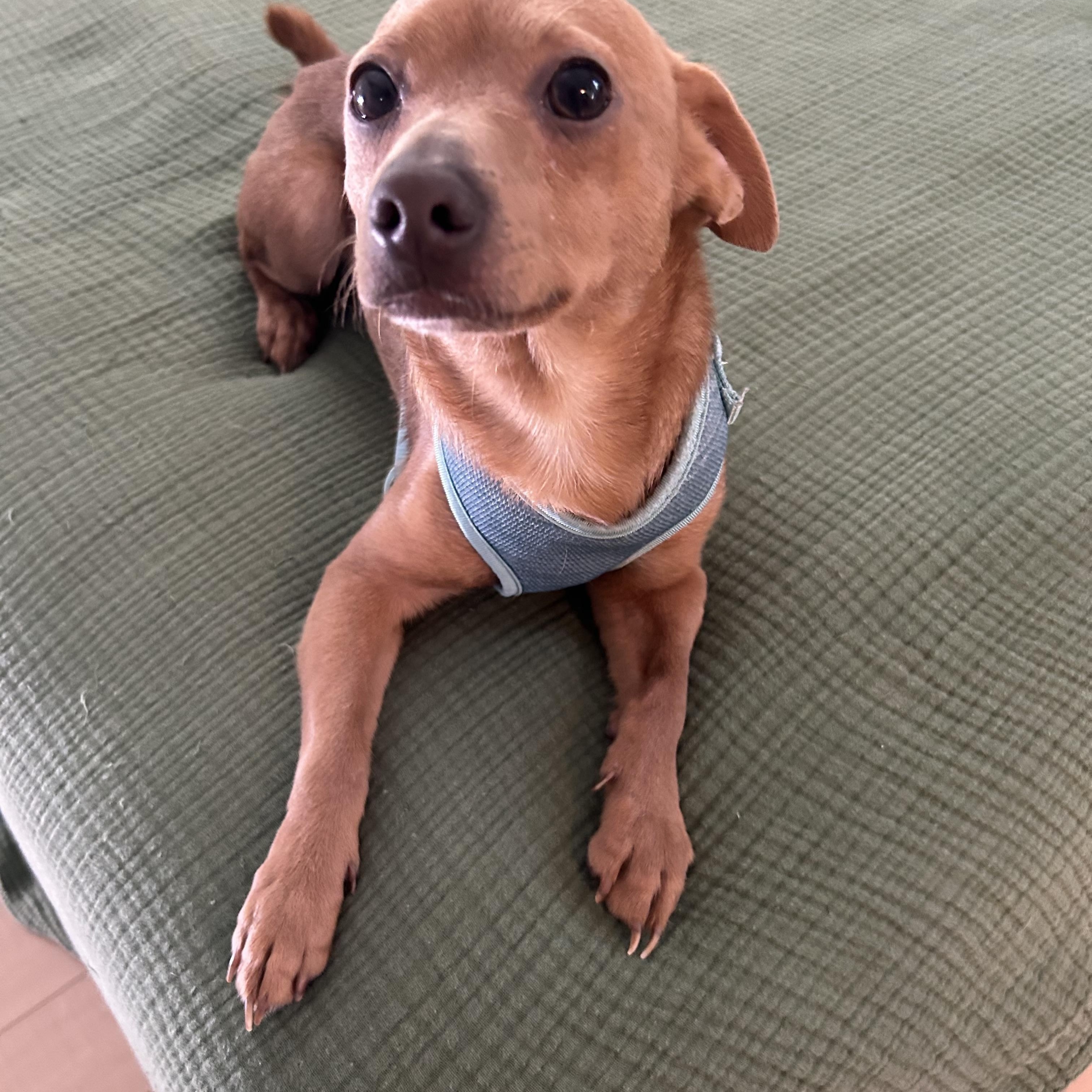 Mario, ADOPTABLE, Young Male Chihuahua & Dachshund.