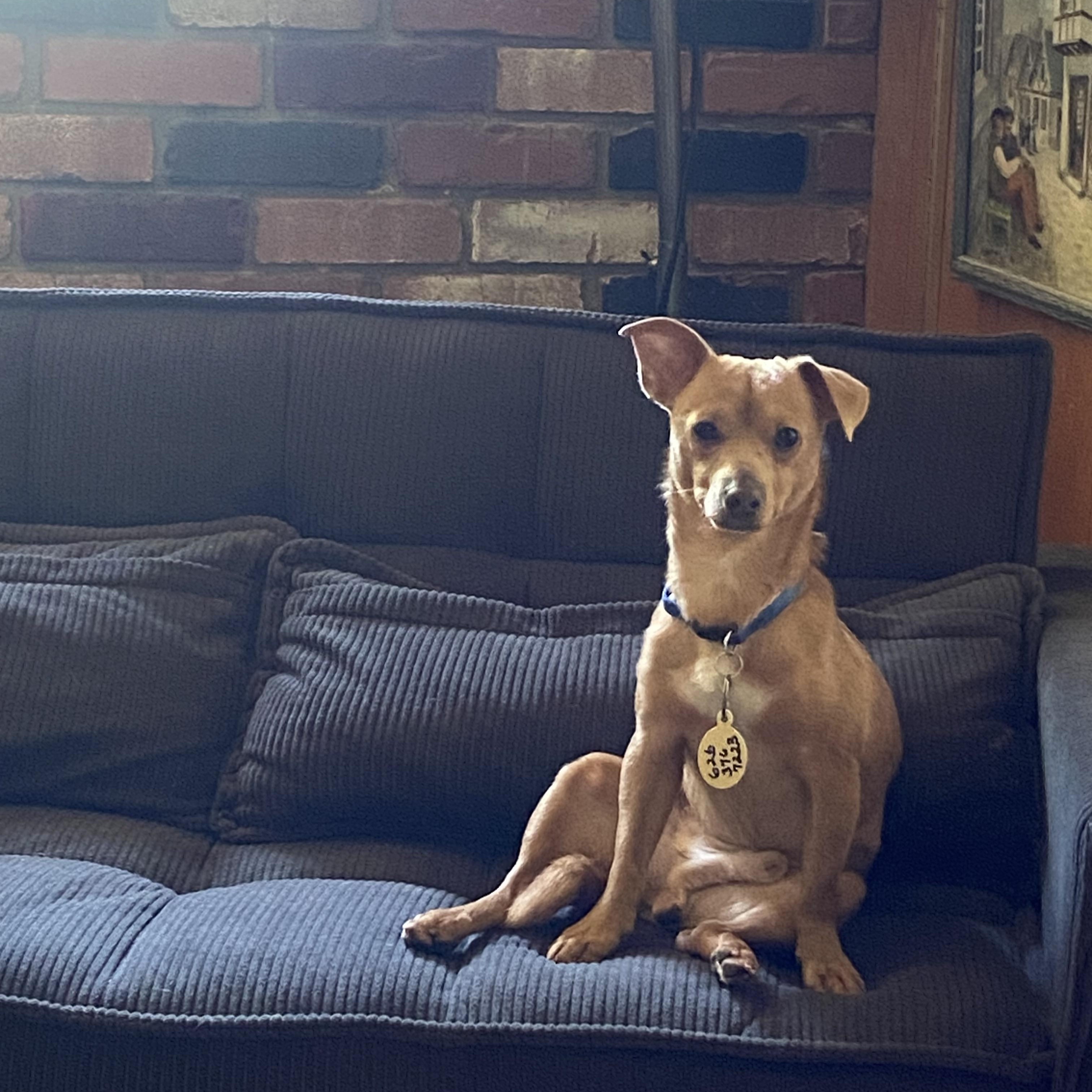 Mario, a ADOPTABLE mixed breed in Los Angeles, CA image 2/5