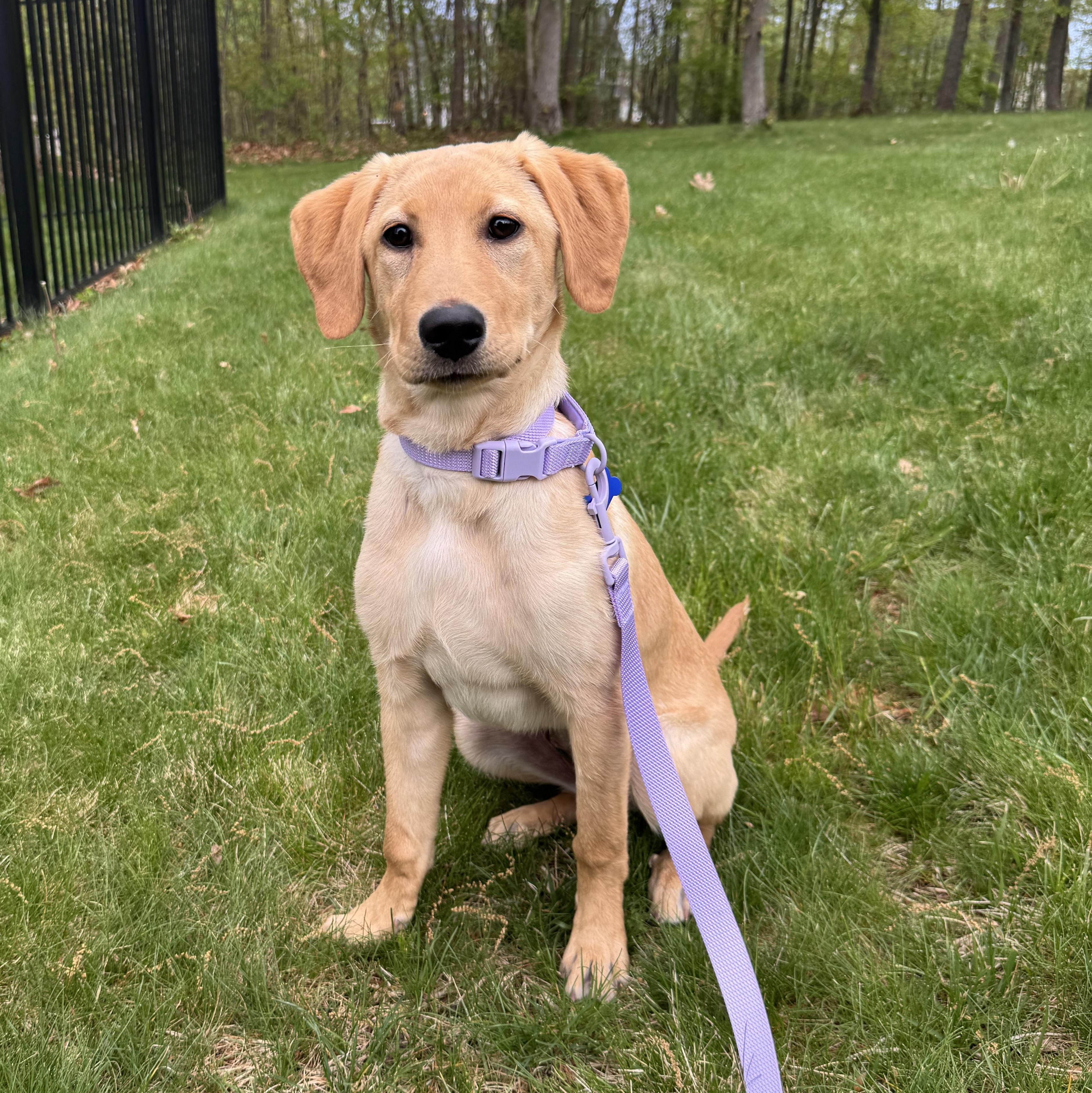 Brandy, adopted, Puppy Female Labrador Retriever.