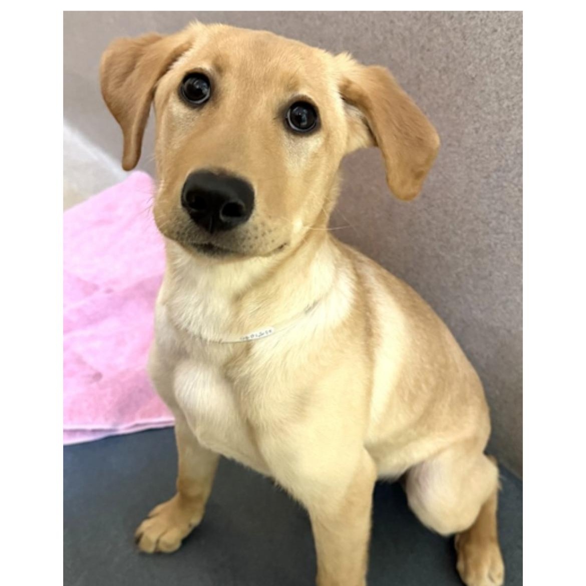 Enlarge Brandy, an adopted Labrador Retriever in Columbia, MD image 2/4