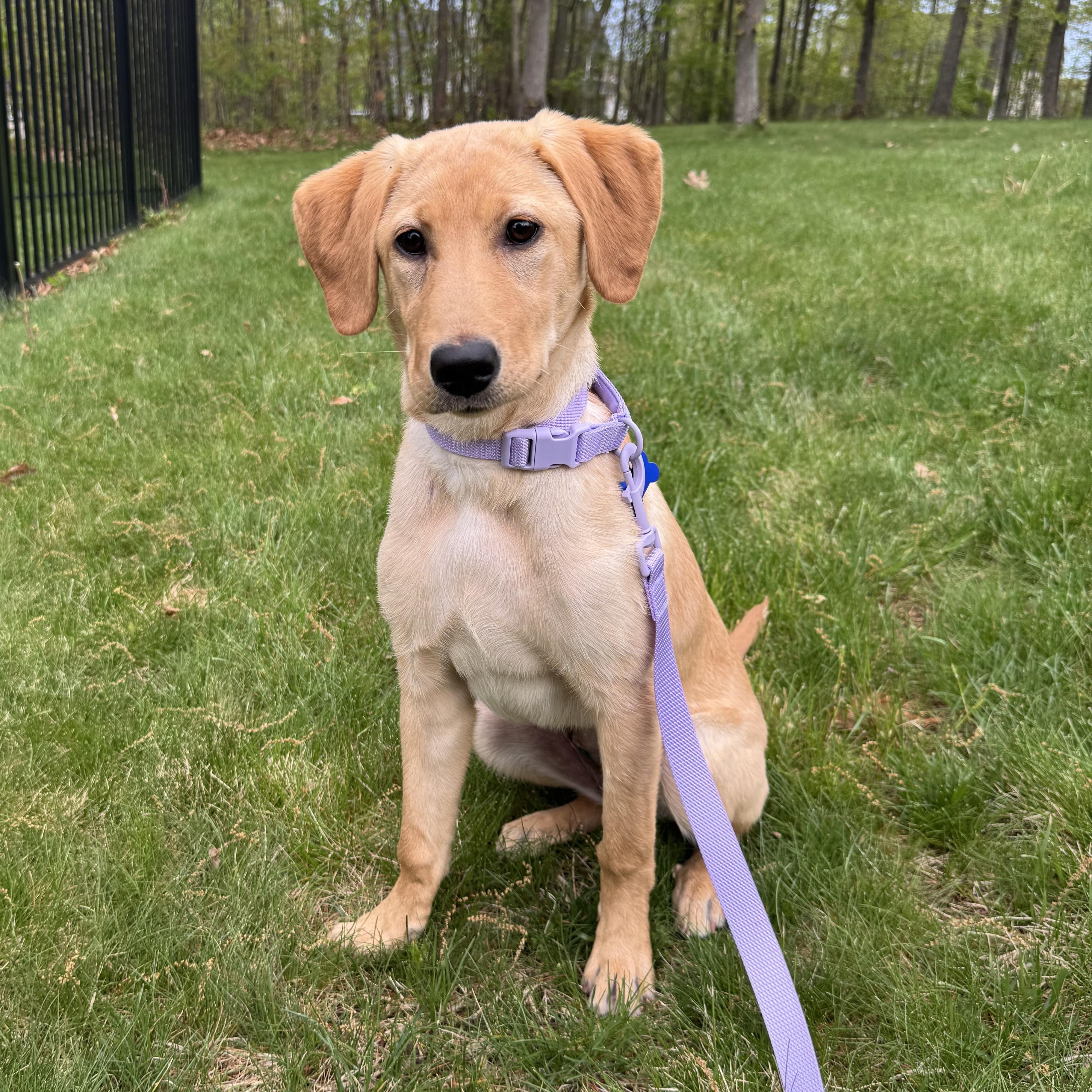 Enlarge Brandy, an adopted Labrador Retriever in Columbia, MD image 3/4