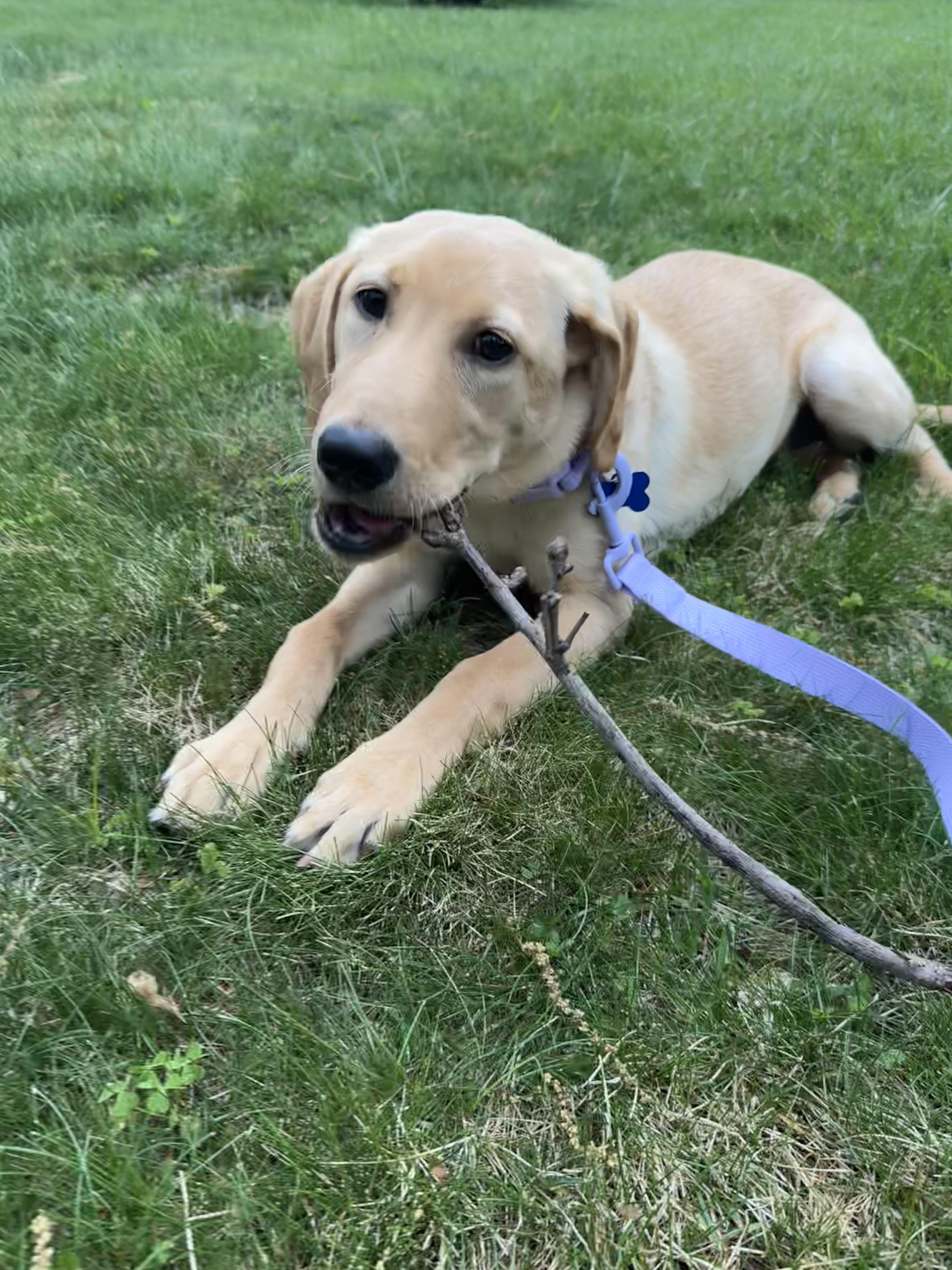 Enlarge Brandy, an adopted Labrador Retriever in Columbia, MD image 4/4