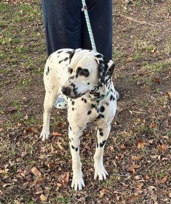 Enlarge La Mocha, a Adoptable Dalmatian in Turlock, CA image 3/5