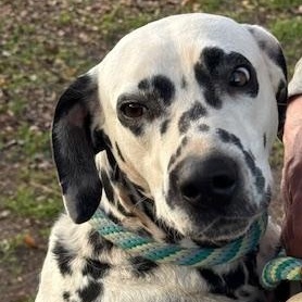 Enlarge La Mocha, a Adoptable Dalmatian in Turlock, CA image 1/5