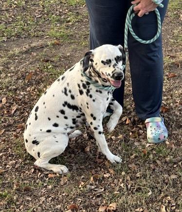 Enlarge La Mocha, a Adoptable Dalmatian in Turlock, CA image 4/5