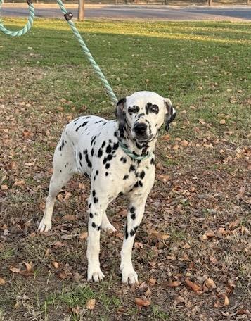 Enlarge La Mocha, a Adoptable Dalmatian in Turlock, CA image 5/5