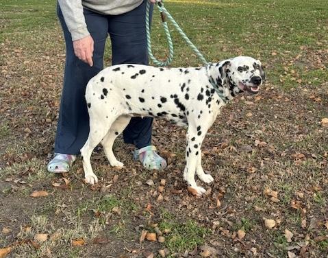Enlarge La Mocha, a Adoptable Dalmatian in Turlock, CA image 2/5