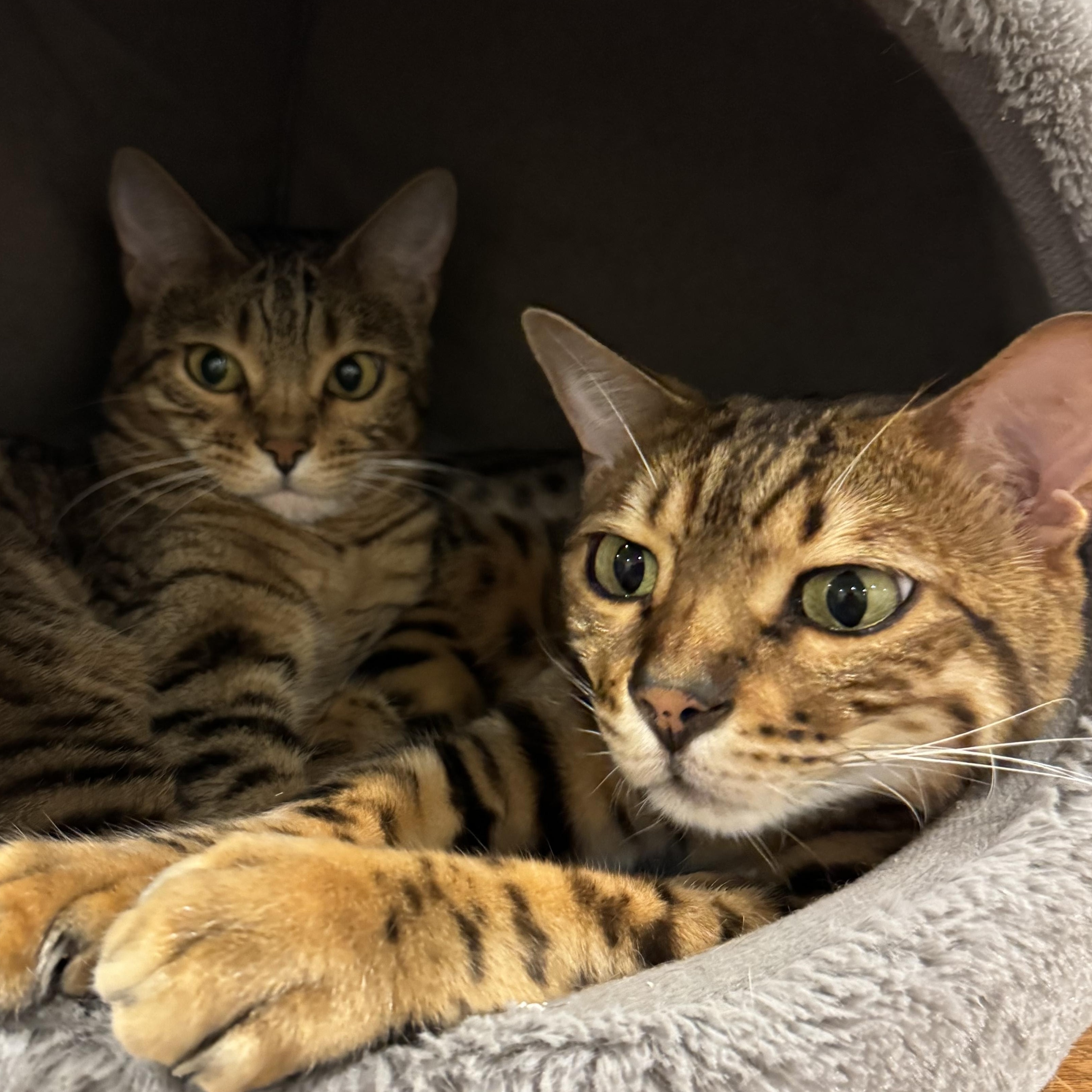 Timmie & Essie (Brother & Sister)