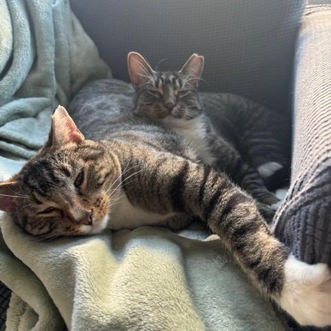 Camouflage--In Foster, Adoptable, Adult Male Domestic Short Hair.