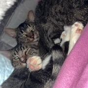 Camouflage--In Foster, Adoptable, Adult Male Domestic Short Hair.