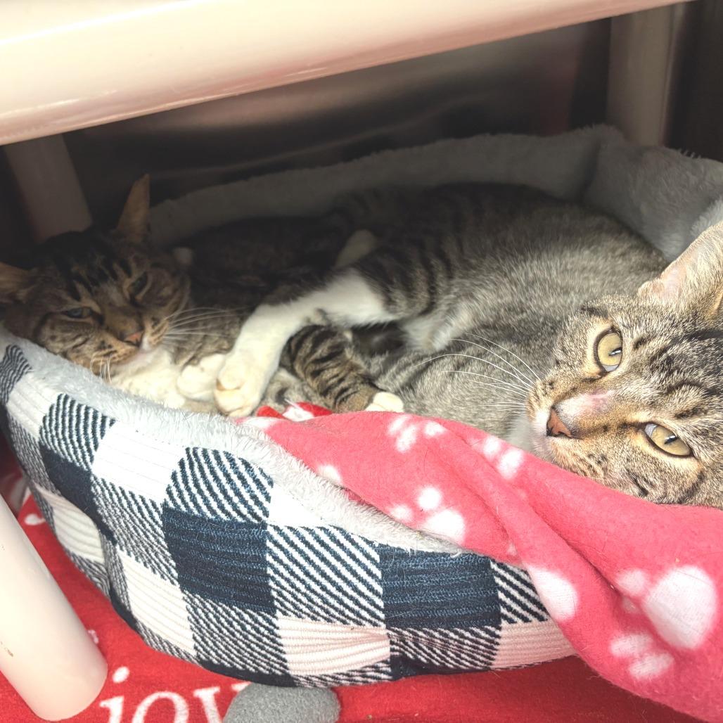 Enlarge Camouflage--In Foster, a Adoptable Domestic Short Hair in Fargo, ND image 2/6