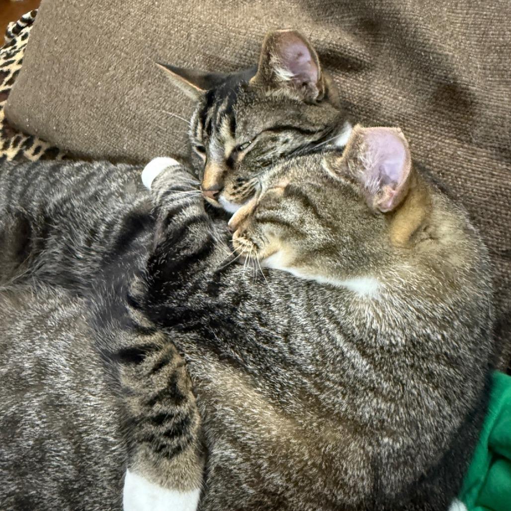 Enlarge Camouflage--In Foster, a Adoptable Domestic Short Hair in Fargo, ND image 5/6