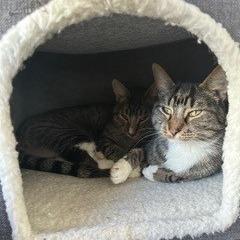 Enlarge Camouflage--In Foster, a Adoptable Domestic Short Hair in Fargo, ND image 4/6